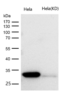 CDK2 Rabbit mAb [KD Validated] Antibody