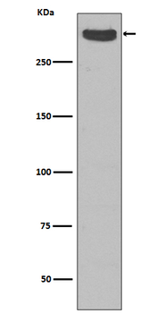 Cubilin Rabbit Monoclonal Antibody