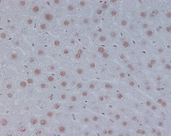 STAT3 Rabbit mAb Antibody