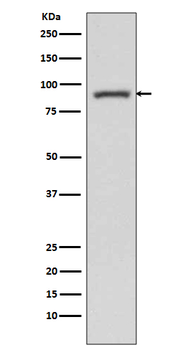 STAT3 Rabbit mAb Antibody