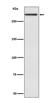 Cubilin Rabbit Monoclonal Antibody