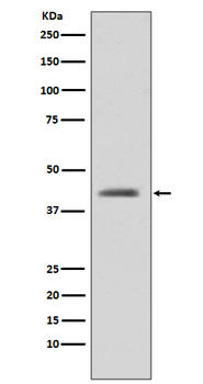 GSK3 beta Rabbit mAb [KD Validated]
