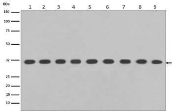 GAPDH Rabbit mAb(HRP conjugated) Antibody