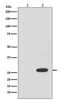 RFP Rabbit mAb Antibody