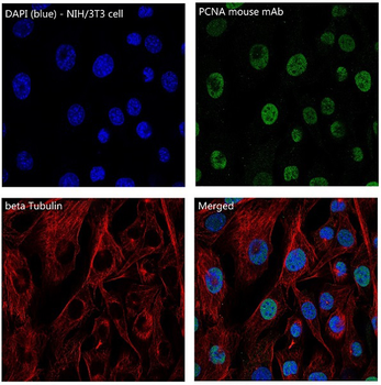 beta Tubulin Rabbit mAb Antibody
