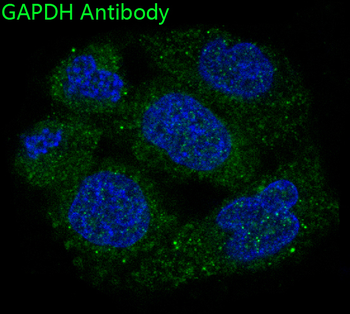 GAPDH Rabbit mAb Antibody