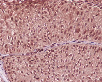 GAPDH Rabbit mAb Antibody