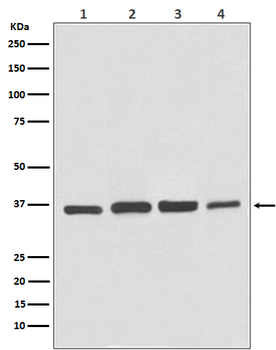 GAPDH Rabbit mAb Antibody