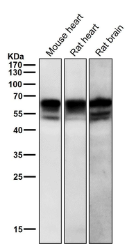 Phospho-Src (Y529) Antibody