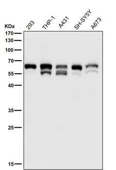 Phospho-Src (Y529) Antibody
