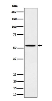 Phospho-Src (Y529) Antibody