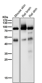 Phospho-PKC alpha (T497) Antibody