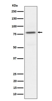 Phospho-PKC alpha (T497) Antibody