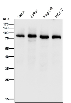 PKC delta + PKC theta Antibody