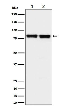PKC delta + PKC theta Antibody
