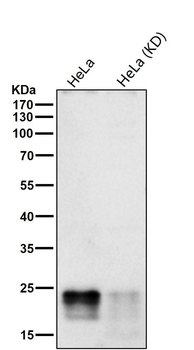 Phospho-eIF4EBP1/2/3 (T46+T46+T32) Antibody