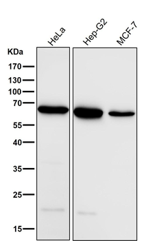 ACADVL/VLCAD Antibody