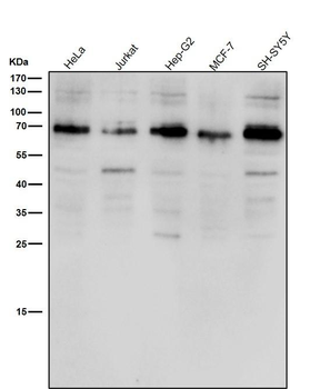 ACBD3 Rabbit mAb Antibody