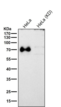ACBD3 Rabbit mAb Antibody