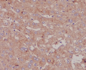Bovine Serum Albumin Rabbit mAb Antibody