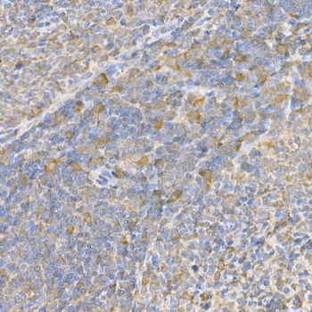 Caspase-3 Rabbit pAb