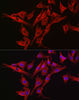 Caspase-3 Rabbit pAb