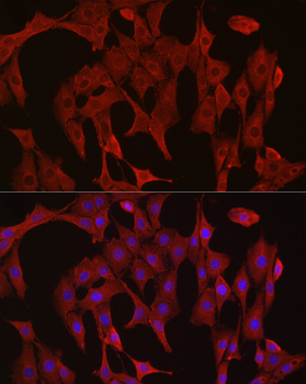 Caspase-3 Rabbit pAb