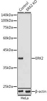[KO Validated] ERK2 Rabbit pAb
