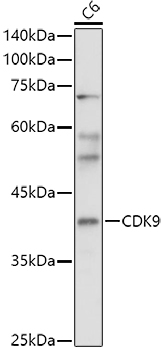 CDK9 Rabbit pAb