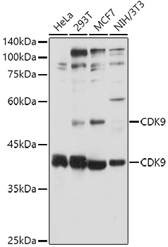 CDK9 Rabbit pAb