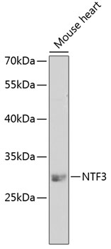 NTF3 Rabbit pAb