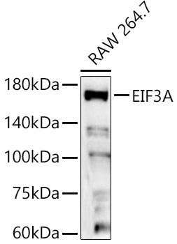EIF3A Rabbit pAb