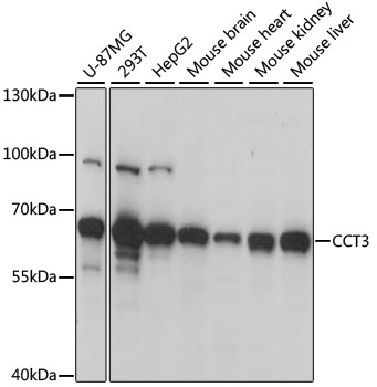 CCT3 Rabbit pAb