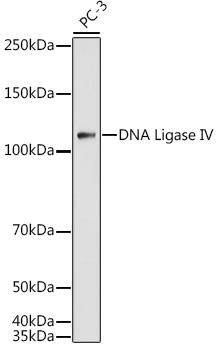 DNA Ligase IV Rabbit pAb