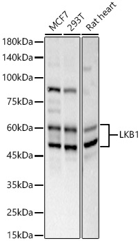 LKB1 Rabbit pAb