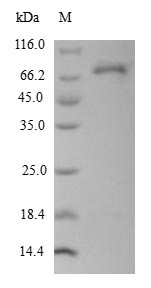 Human DCT protein