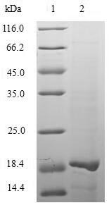 Recombinant Human herpesvirus 2 Tegument protein VP22 (UL49), partial