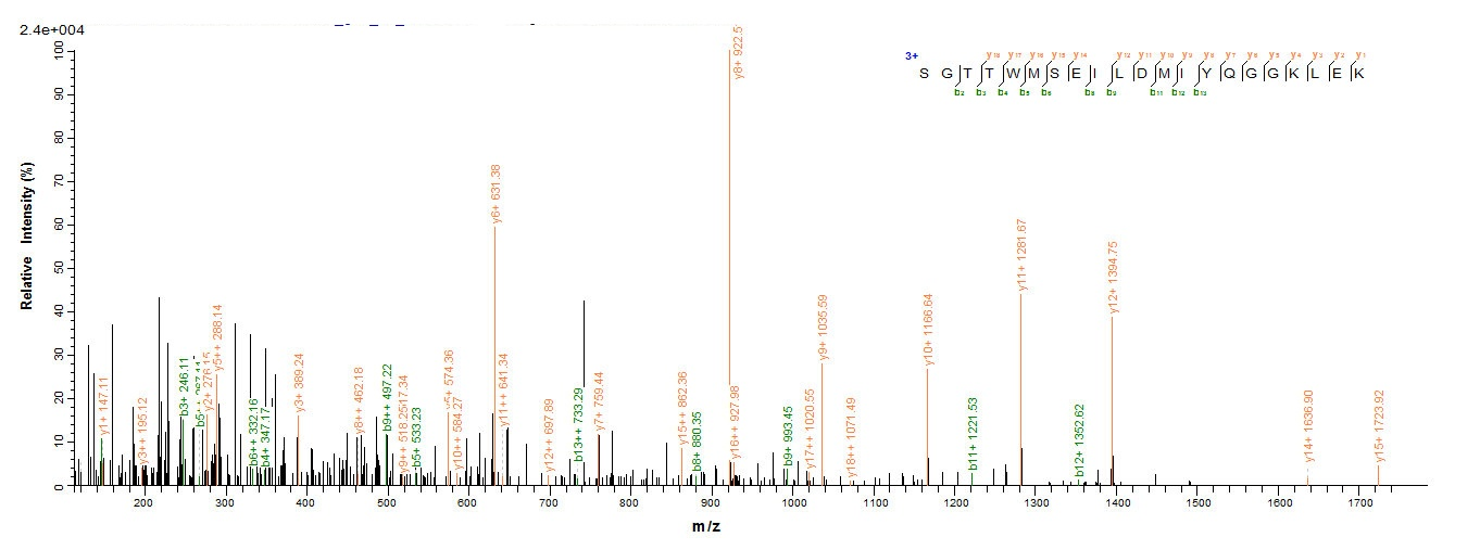 Rat Sult1a1 protein