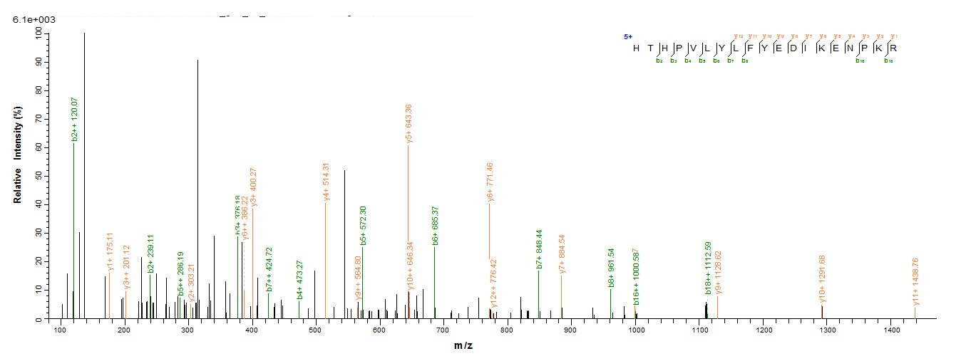 Rat Sult1a1 protein