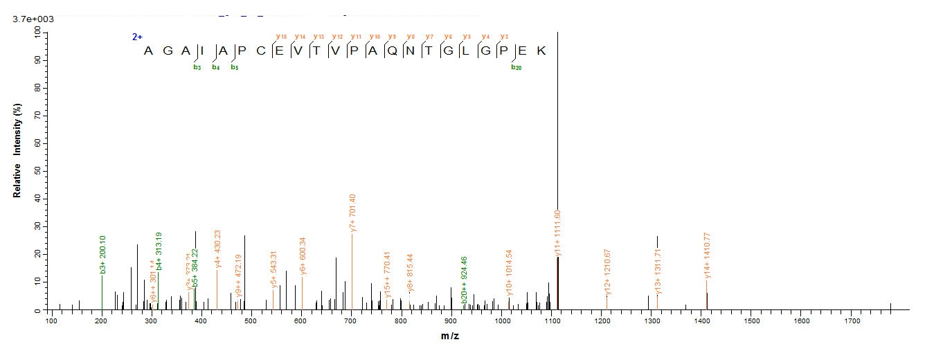 Mouse Rplp0 protein