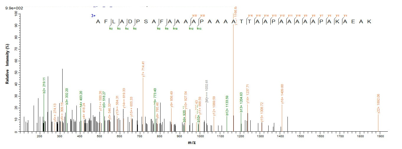 Mouse Rplp0 protein