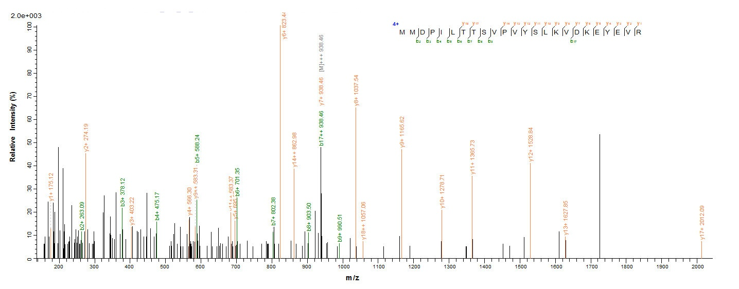 Human GHR protein
