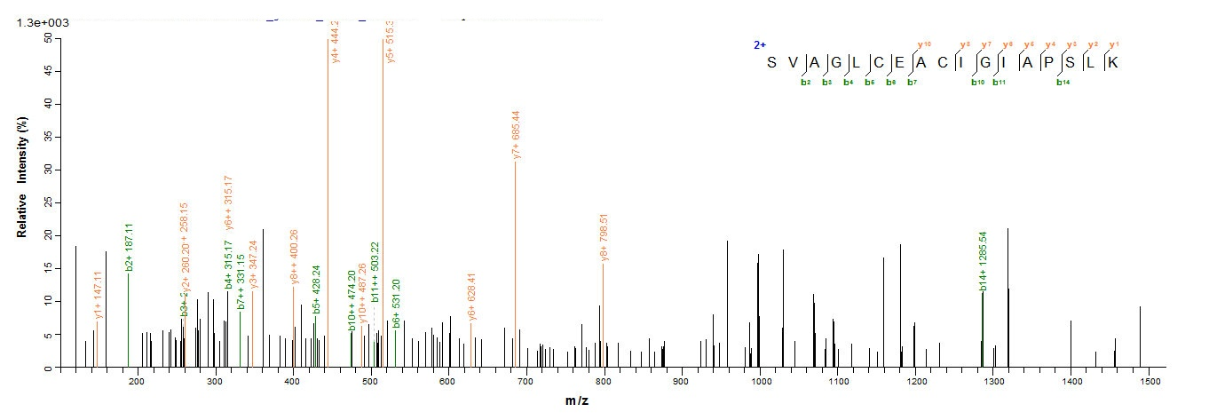 Bacterial mdh protein