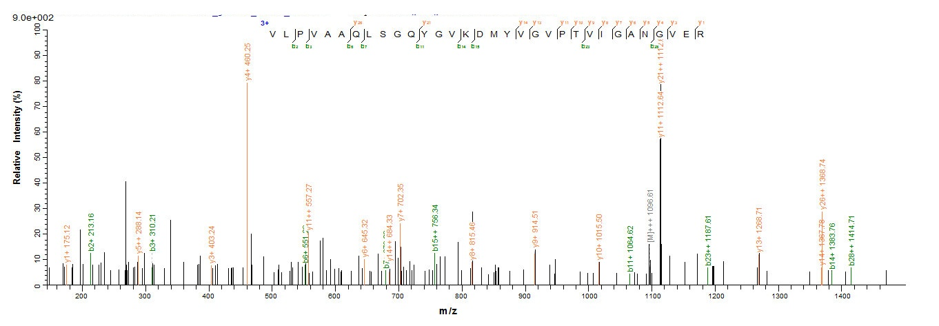 Bacterial mdh protein