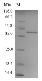 Zebrafish sod1 protein