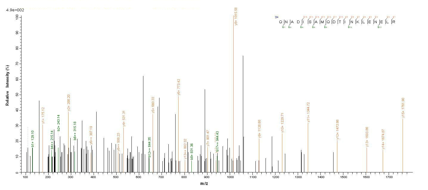 Human NEFL protein