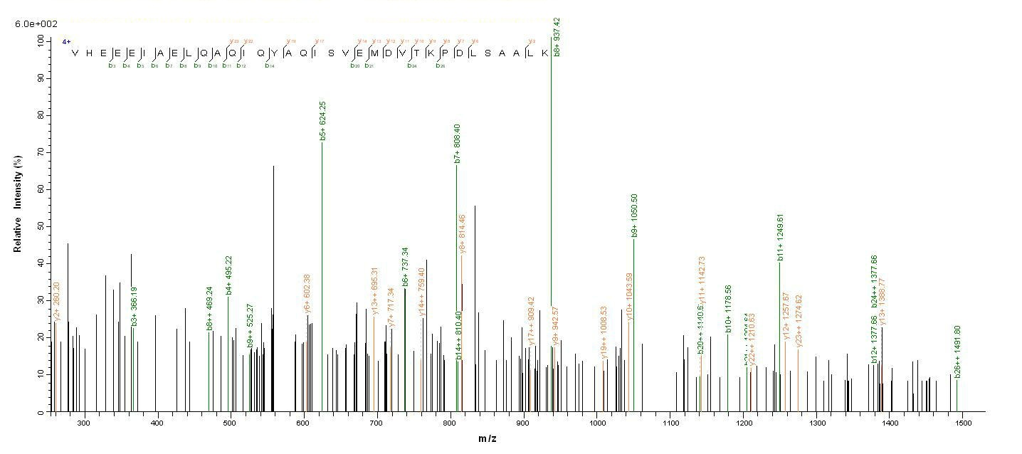 Human NEFL protein