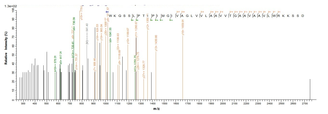Human HLA G protein