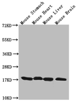 Histone H3 Antibody