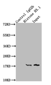Histone H3 Antibody